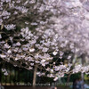【Z 7 & NIKKOR Z 35mm f/1.8 S & Z 85mm f/1.8 S・仙台】4月中旬、やっと咲いた梅に続いて桜が咲いた。April  2022