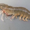近所でバナメイ海老の水揚げ。