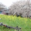 雨の権現堂桜堤