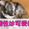 個性とこだわりに溢れるサビ猫ノアとの暮らしは毎日楽しいです!