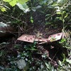 オオスズメバチの退治依頼