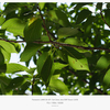 Carl Zeiss Jena DDR Tessar 2,8/50を修理したので散歩