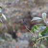 Smoke-colored Pewee ミヤマヒタキモドキ