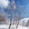 青空をバックに   霧氷の木々がイキイキ