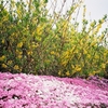 芝桜（徳島県美馬市広棚）を見てきました