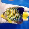 【現物22】インドニシキヤッコ 10.5cm± !海水魚 ヤッコ15時までのご注文で当日発送【ヤッコ】