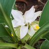 生姜の花が咲いた(裏庭の家庭菜園)