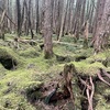 薄霧に緑映すや苔の森