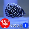 ウズマキ Tサイズ 約3-4cm±! 海水魚 ヤッコ 餌付け！15時までのご注文で当日発送【ヤッコ】