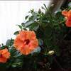 冬のハイビスカス★ランタナの剪定★１２月のコスモス