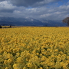 なぎさ公園（菜の花畑）