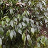 Ficus nipponica　イタビカズラ