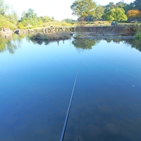 ヘラブナ釣りデビュー【乗附緑地つり池】