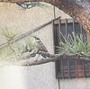 春うっら狭庭の楽園鳥集ふ