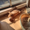 猫さんはエアコンが嫌い