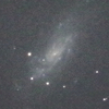 風に舞う花びらに翻弄される NGC4559