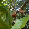 Quercus acutissima　クヌギ