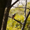 #023  忍びの修行をはじめます【参考書:野鳥撮影入門】