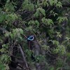 セネガルショウビン(Woodland Kingfisher)