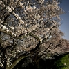 満開の桜と月を見ながら帰宅ジョグ　スギ花粉も終息へ