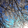 　季節限定の夜桜名所、所沢市内を流れる東川沿いの桜並木（画像は下から見上げた桜のドーム、ソメイヨシノは隙間から空が覗ける、花に包まれた空間が息を呑むほにゴージャス）