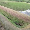 梅雨の草はよく伸びる