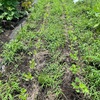 7月22日　大豆土寄せと野菜の収穫