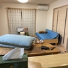 新しいソファにコロ助が！｜ 近頃ハマっている餅料理