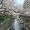 桜の名所 目黒川に行ってきました