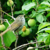 野鳥・ウグイス