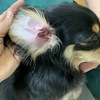 犬のマラセチア性外耳炎