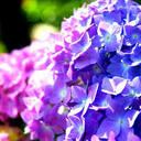 青い紫陽花のblog