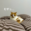 風邪っぴきの飼い主あたため隊。