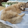 1週間ぶりの動物病院