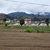 リアニアの花を植えました。