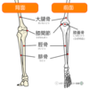 膝関節の機能解剖①
