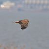 諫早の鳥その２（２０１４　０２１６）