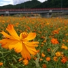 秋の山形市　立谷川のコスモス　秋の山寺観光をご紹介！