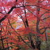 １１月９日（水）可笑しな事が次々と