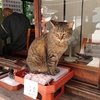 ツンデレ 寺猫（地域猫） しんたろう（大阪・道頓堀 法案寺 弁天さんのお寺）