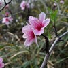 今日は茶臼山の花