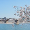 【お写ん歩】錦帯橋、桜風景を満喫するお写ん歩