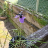 鮮明な青紫のモラエア・ロウブセリが開花