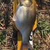 近藤沼　42cm