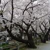 ２０１０年4月4日午後12時深沢。同午後2時中目黒。