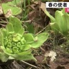 球磨郡球磨村の山中で春を告げる山菜『フキノトウ』