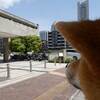 5月5日は　仔犬の日！　前編　は　八景島シーパラダイス