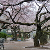 今年の桜　2013・3・31   世田谷区羽根木公園