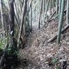 竹やぶ再生中