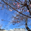 横浜のさくら名所大岡川のソメイヨシノが開花してました《3/27》